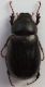 Melolonthidae_20-VI_2017.JPG
