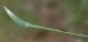 Agapanthia IMG_8326.jpg