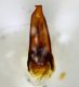 tn_Parapenetretus edeago dorsale.JPG