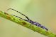 Agapanthia IMG_8308.jpg