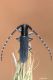 Agapanthia IMG_8302.jpg
