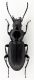 Pterostichus-Trentino.jpg