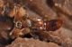 2 autalia sp staphylinidae sentiero di montecapretto .jpg