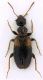 Anthicidae_Parco-Aniene.jpg