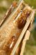 Paradromius longiceps coppia.JPG