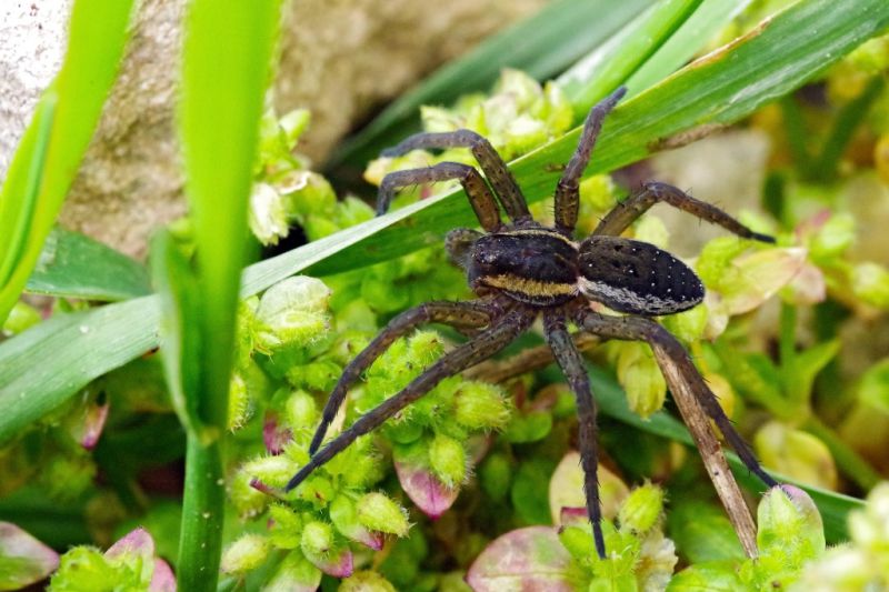 smallDolomedes1.jpg