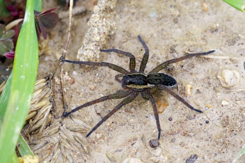 smallDolomedes2.jpg