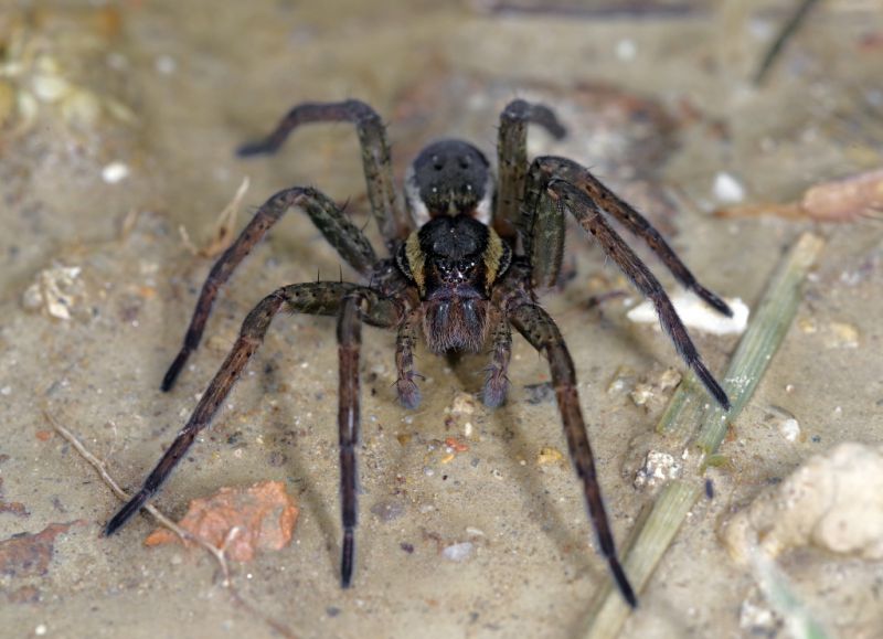 smallDolomedes3.jpg