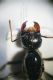 2018-04-02 17-11-35 (B,Radius8,Smoothing4).jpg