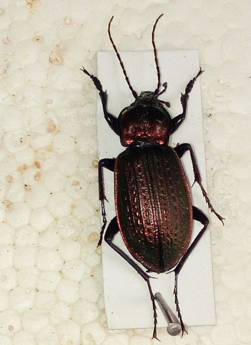 Carabus morbillosus 2.JPG