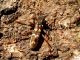 Isotomus comptus_female_Kyasar_Allevamenti 2010 067.jpg