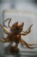 2018-04-03 19-17-08 (B,Radius8,Smoothing4).jpg