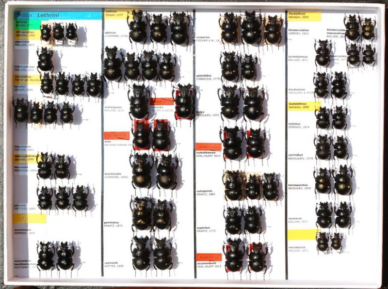 Scarabaeidae 18a.JPG