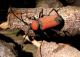 Purpuricenus barbarus_female_Allevamenti 2010 045.jpg