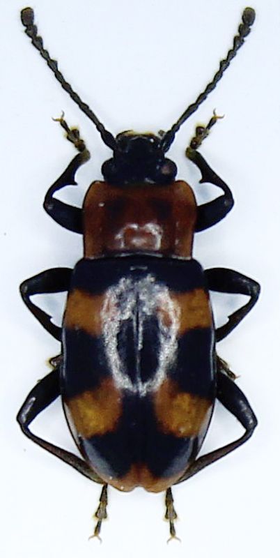 Ancylopus meridionalis.JPG