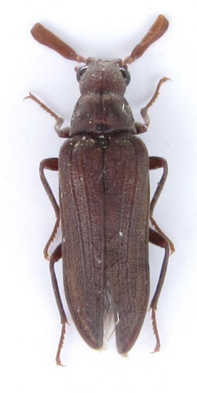 Rhipiceridae, Arrhaphipterus sp. n. NE Oman.JPG