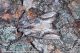 Agropoli_Egira_conspicillaris_4736_1000.jpg