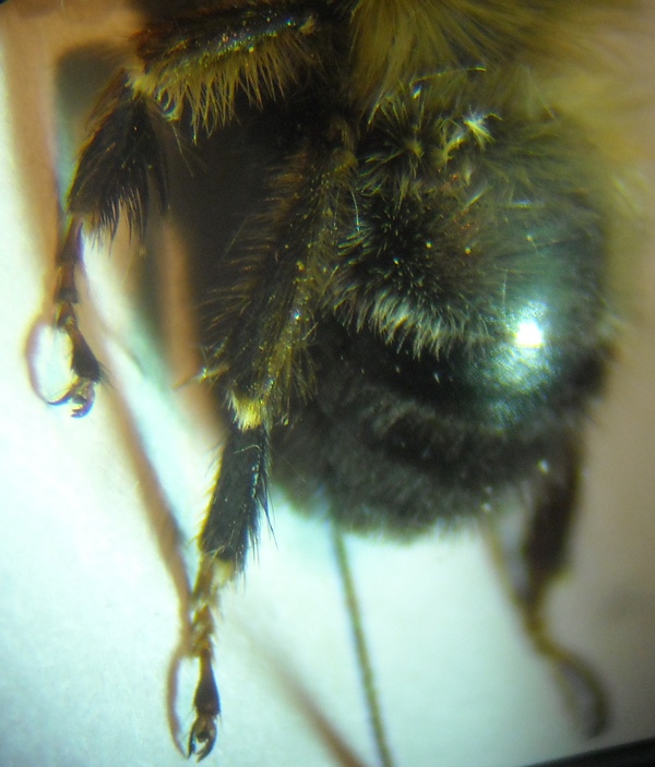 Anthophora 1 009 A.jpg