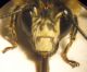 Anthophora 12 001 A.jpg