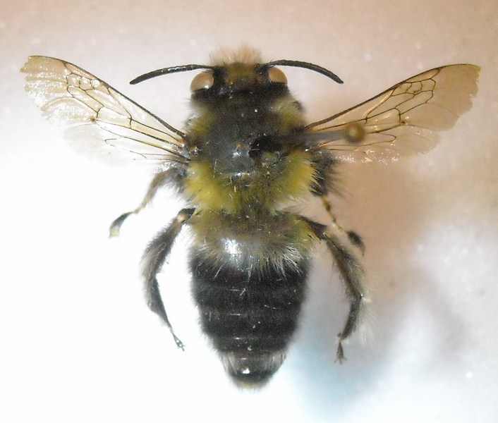 Anthophora 3 002 A.jpg