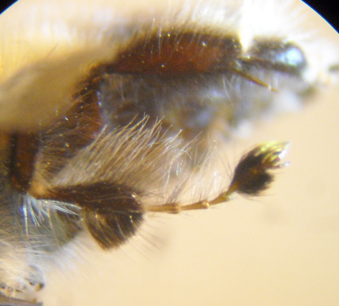 Anthophora 3 006 A.jpg