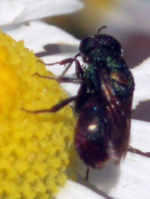 Hedychridium sp. 1 (20-7-08 Anzánigo).jpg