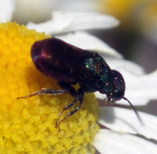 Hedychridium sp. 2 (20-7-08 Anzánigo).jpg