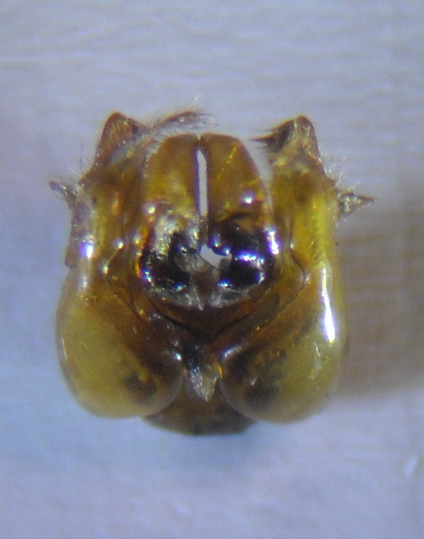 Anthophora 31 001 A.jpg