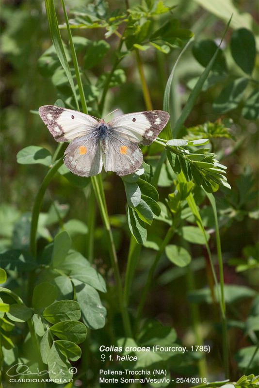 Conetti_vulcanici_Pollena_Trocchia_4916_1200.jpg