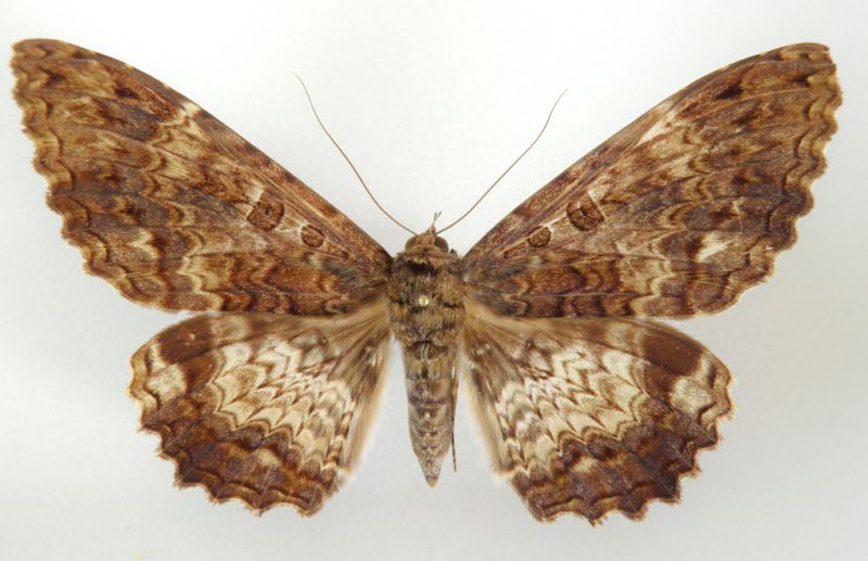 Letis scops (Guenee, 1852) (2).jpg