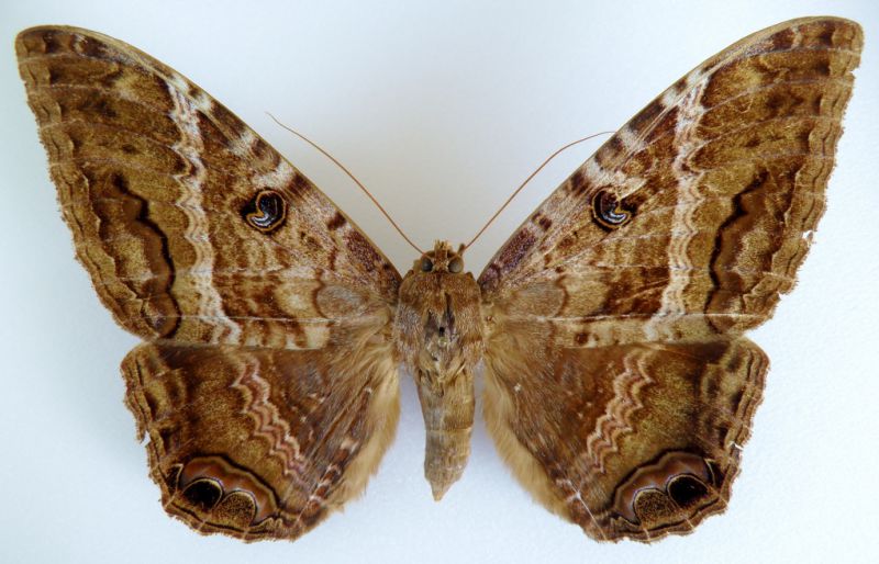 Ascalapha odorata (Linnaeus, 1758). (2).jpg