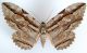Thysania zenobia (Cramer, 1777) (2).jpg