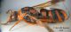 Leucospis miniata_ visione laterale_ Lampedusa_per forum.jpg