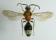 melanolepis_maschio.jpg