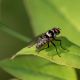 Anthomyiidae forse-7_modificato-1.jpg