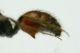 Sigilla dorsata_maschio-addome.jpg