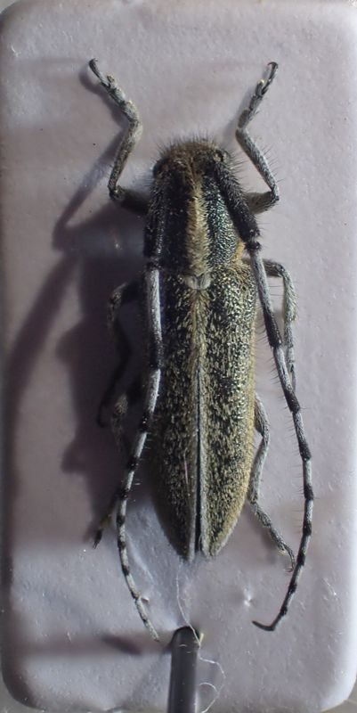 20180501 Agapanthia (Agapanthia) suturalis Sortino.JPG