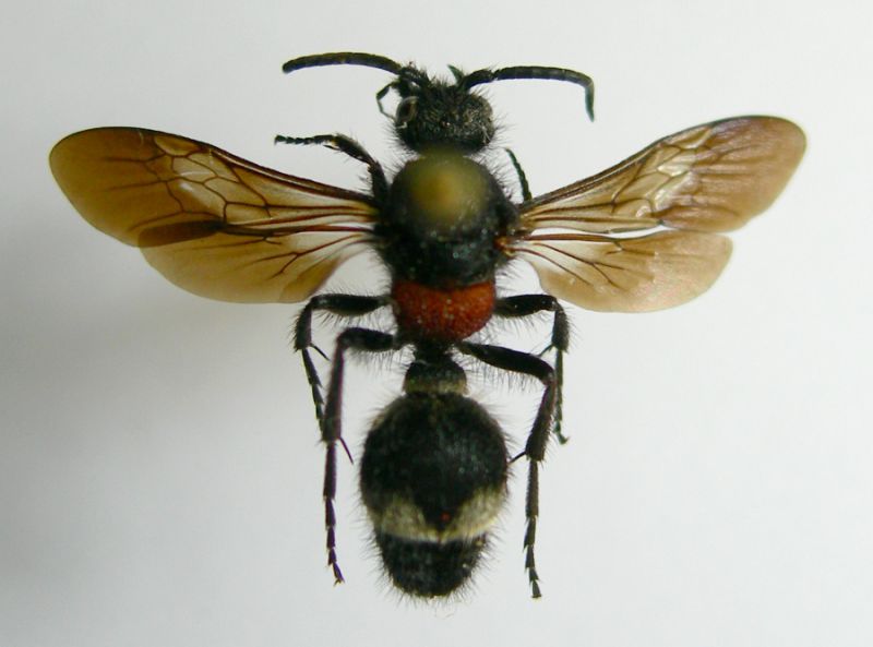 D.maura carinulata_maschio.jpg