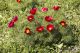 IMG_5666_Paeonia_tenuifolia.jpg