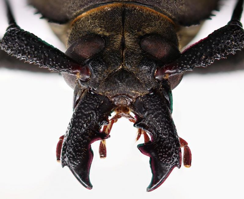 Mandibles male.jpg