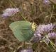 Gonepteryx cleopatra2.jpg