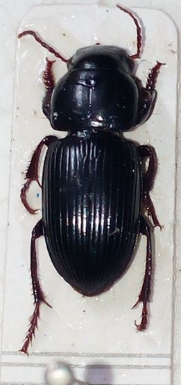 Carabidae Matiniti25.4.18.JPG