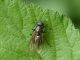 stratiomidae.JPG