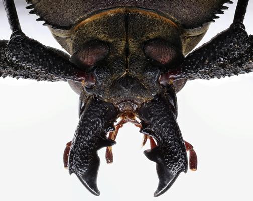 Mandibles male 2.jpg