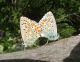 Plebejus.JPG