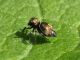 Heliophanus_cupreus (1).jpg