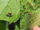 Heliophanus_cupreus_Eysarcoris_venustissimus_confronto.jpg
