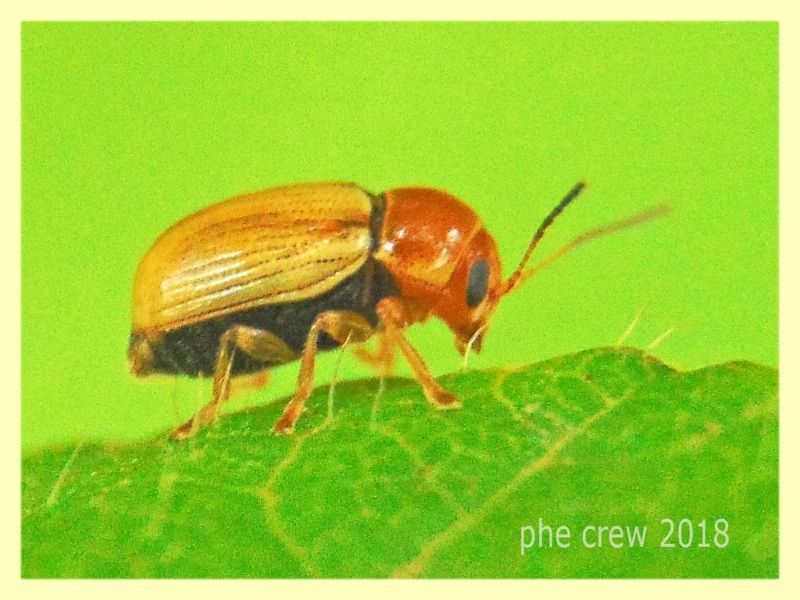 probabile Cryptocephalus sp. 3 mm. su Rubus - Anzio 8.5.2018 (1).JPG