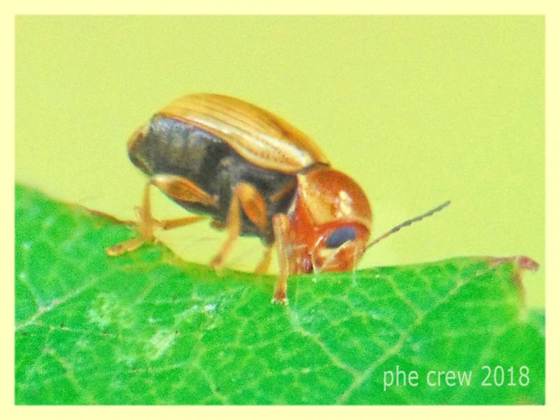 probabile Cryptocephalus sp. 3 mm. su Rubus - Anzio 8.5.2018 (3).JPG