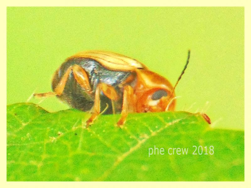 probabile Cryptocephalus sp. 3 mm. su Rubus - Anzio 8.5.2018 (2).JPG